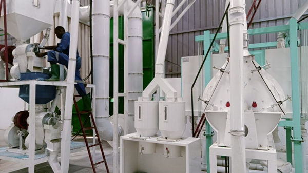 Maize milling plant for animal feed production